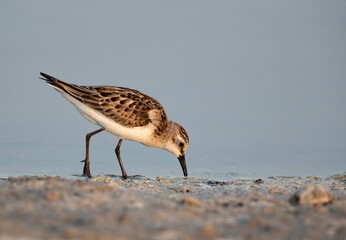 Sanderling feeding at Asker marsh, Bahrain