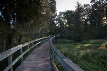 Wooden walkway by Spanish Moss