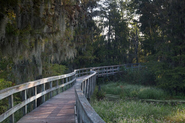 Fototapeta premium Wooden walkway by Spanish Moss