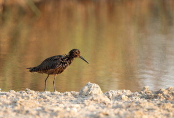 Curlew Sandpiper drenched in oil at Asker Marsh, Bahrain