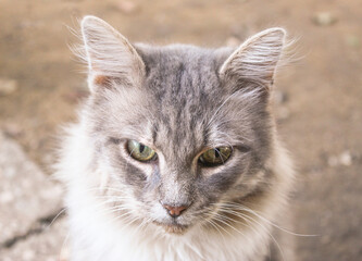 Naklejka premium close up portrait of a cat