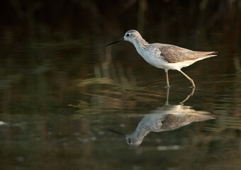 Marsh Sandpiper at Asker Marsh, Bahrain