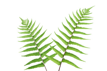 Fern Leaves Isolated on White Background