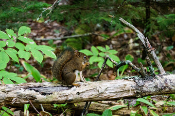 Squirrel on a tree