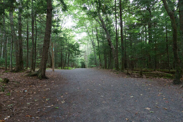 path in the woods