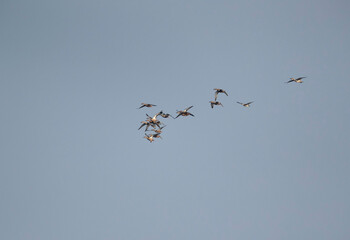 Northern Shovelers flying at Eker creek, Bahrain