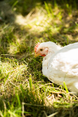 Hens feed on the traditional rural barnyard at sunny day. Chickens sitting in henhouse. Close up of chicken standing on barn yard with the chicken coop. Free range poultry farming