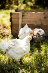 Hens feed on the traditional rural barnyard at sunny day. Chickens sitting in henhouse. Close up of chicken standing on barn yard with the chicken coop. Free range poultry farming