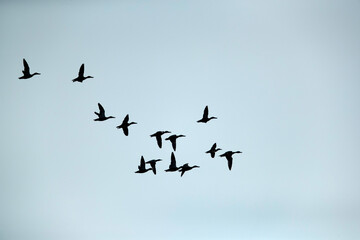 Northern Shoveler flying at Eker creek, Bahrain