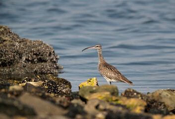Bar-tailed Godwit at Eker creek, Bahrain