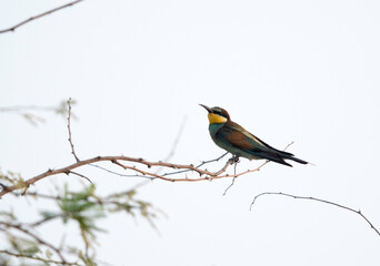 European bee-eater perched on a tree, Bahrain
