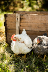 Hens feed on the traditional rural barnyard at sunny day. Chickens sitting in henhouse. Close up of chicken standing on barn yard with the chicken coop. Free range poultry farming