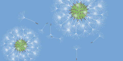 Dandelion background.