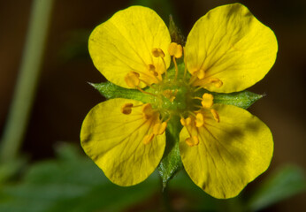 Close-up of the small, yellow flower of Tormentil, Potentilla erecta