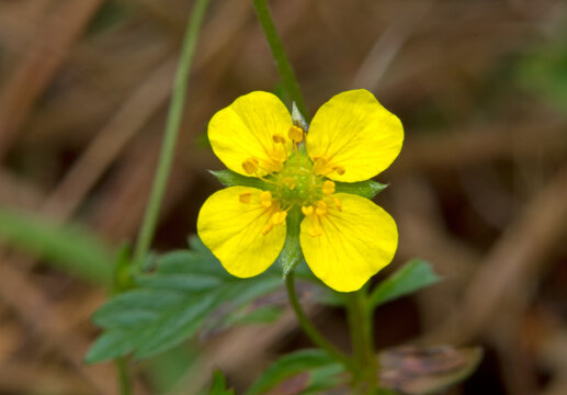 Close-up of the small, yellow flower of Tormentil, Potentilla erecta