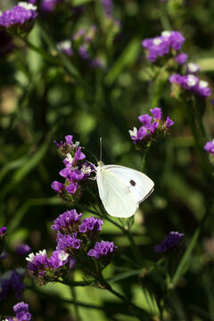 Cabbage white butterfly with black dots on its wings sits on a limonium flower and collects pollen. Pieris brassicae butterfly