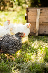 Hens feed on the traditional rural barnyard at sunny day. Chickens sitting in henhouse. Close up of chicken standing on barn yard with the chicken coop. Free range poultry farming