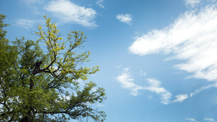 green trees with panoramic blue sky with
