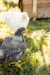Hens feed on the traditional rural barnyard at sunny day. Chickens sitting in henhouse. Close up of chicken standing on barn yard with the chicken coop. Free range poultry farming