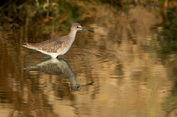 Redshank  with reflection on water at Hamala, Bahrain