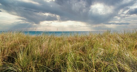 panorama shot of the Baltic Sea beach with dune grass