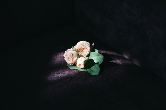 Front view of tender pale orange roses on dark velvet sofa in sun ray, beautiful flower. Three amazing flowers for beloved woman, bouquet for romantic date. Concept of romance and atmosphere.