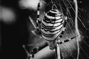 Macro of tiger spider or field wasp with yellow and black colors © eneko_at