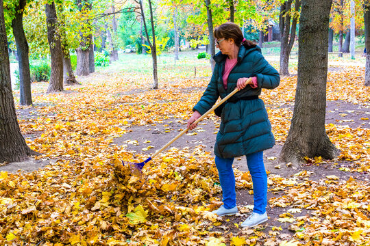 Gardener woman raking fallen leaves in backyard. Autumn seasonal work in garden.