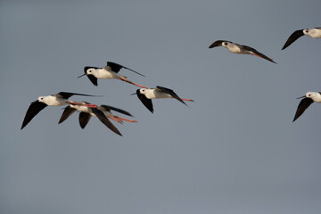 Fototapeta na wymiar Black-winged Stilt flying , Bahrain