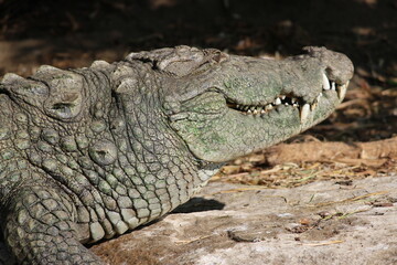 close up of a crocodile