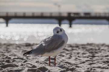  small seagull stands in the white beach sand of the Baltic Sea