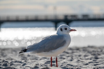  small seagull stands in the white beach sand of the Baltic Sea
