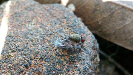 Housefly on the stone