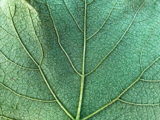 Obraz premium Green leaf background texture