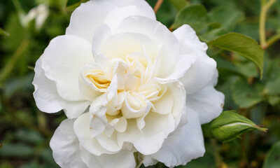 White rose close up Hello spring