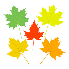 Naklejka na ściany i meble Multicolored maple leaves isolated on white - set of yellow, orange, red and green leaves for autumn design