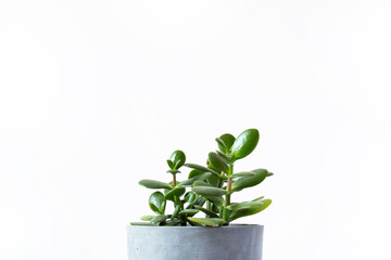  selective focus home plant succulent plant Crassula ovata known as Jade Plant or Money Plant in concrete pot isolated on white background