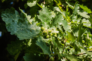 green acorn bunch in oak tree