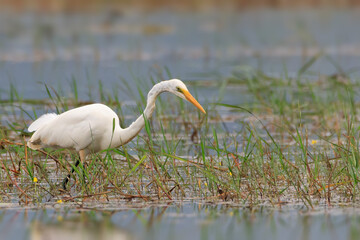 Great white egret (Ardea alba) - white heron