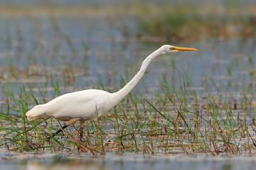 Great white egret (Ardea alba) - white heron