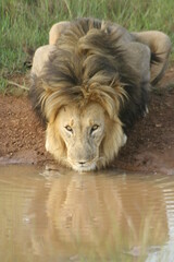 lion drinking 