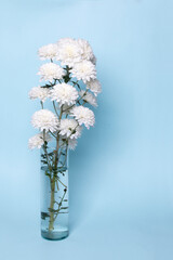 White flowers that look like cotton flakes with green stem or branch in glass vase with water on blue background