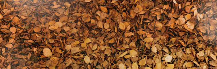 many orange leaves on the ground. autumn background of leaves