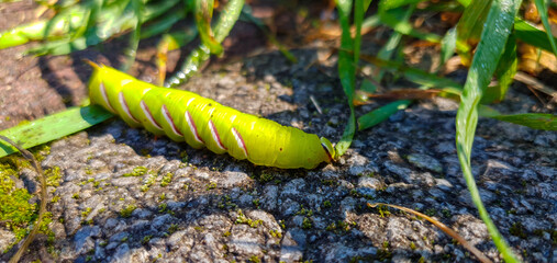 close up of green grass