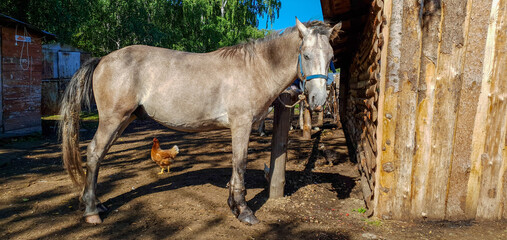 horse and foal