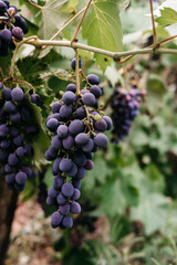 Delicious and healthy fruits, fresh autumn harvest. Ripe red grapes hang in a cluster on a green...