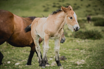 Naklejka na ściany i meble light brown and white mount horse breeding free grazing in the Navarrese Pyrenees