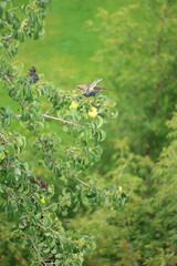Starling on a tree branch in foliage