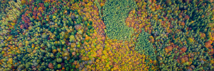 Aerial drone view over autumn forest. Colorful trees in the wood. Autumn forest aerial drone view. Autumn background, aerial drone view of beautiful forest landscape with autumn trees from above.