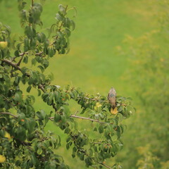 Starling on a tree branch in foliage
